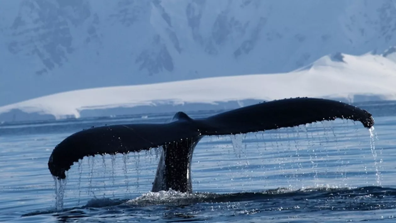 Specie rară de balenă, UCISĂ de o companie: Primul exemplar MĂCELĂRIT în ultimii 40 de ani  (FOTO)