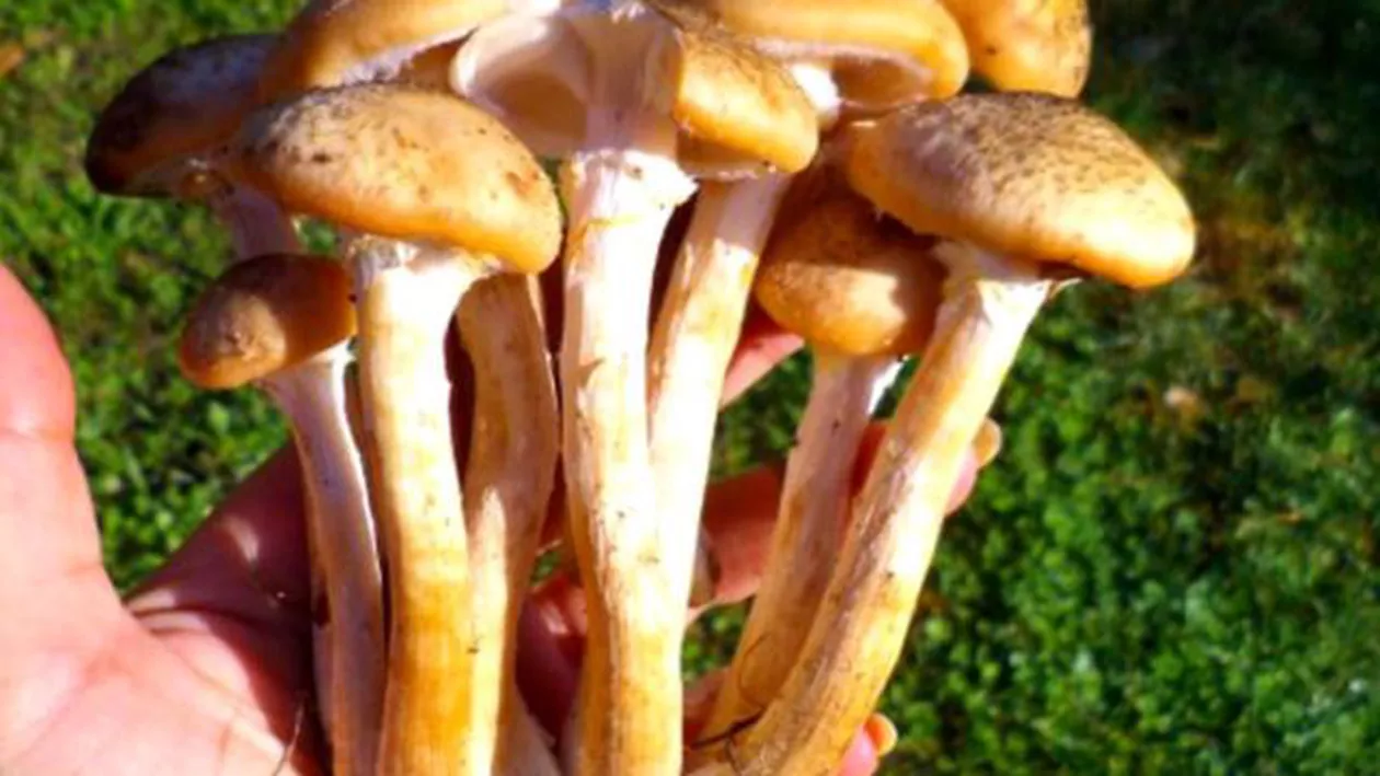 Otrava din FARFURIE: Două familii au ajuns în spital intoxicate cu ciuperci! Medicii au dat ALARMA