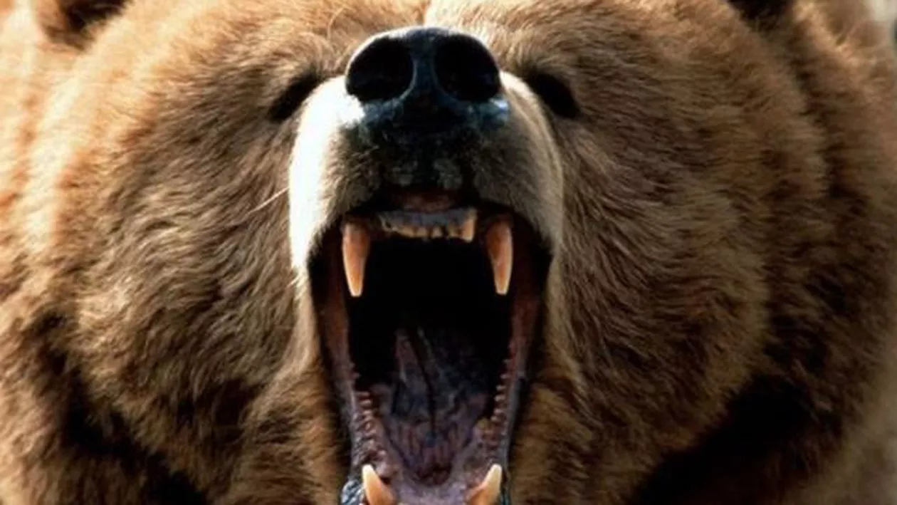 TURIŞTI în pericol! O cunoscută staţiune din ROMÂNIA este atacată de urşi: 40 de animale au înconjurat zona