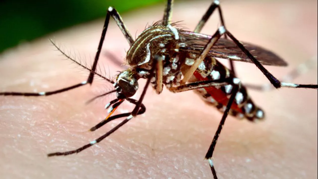 Țânțarul ucigaș, în România. Primul DECES din cauza virusului West Nile (VIDEO)