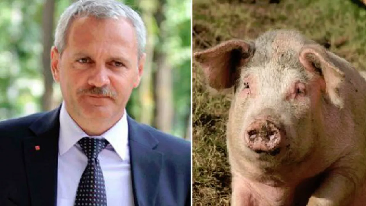 Firma de porci a lui Dragnea Jr. dă o nouă țeapă:  75 de bilete la ordin în valoare de 2,3 milioane de lei, refuzate în ultimele două luni!