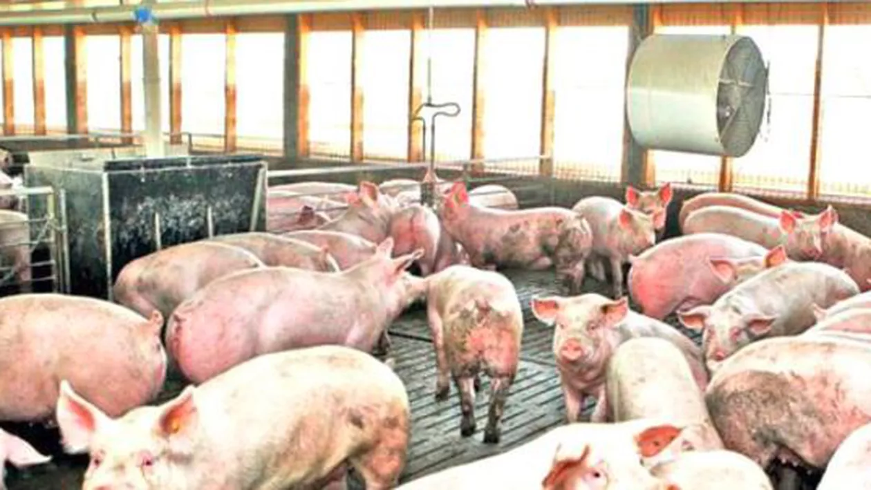 Criza pestei porcine: Autoritățile abia acum licitează serviciile de prevenire şi eradicare a bolilor la animale