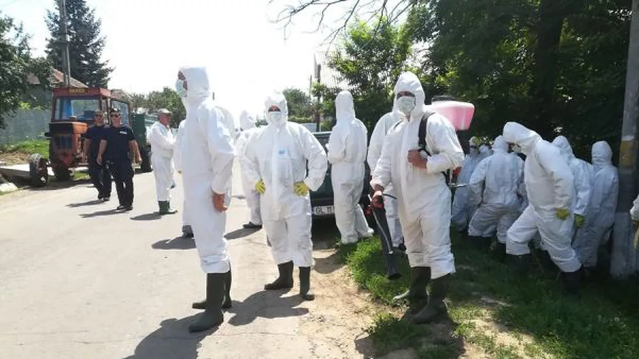 INCREDIBIL: Legătura dintre pesta porcină şi căderea regimului Ceauşescu