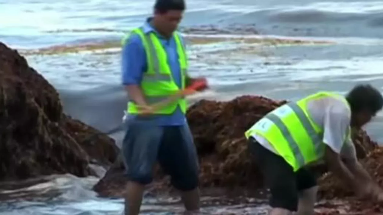 Imagini APOCALIPTICE! Sute de tone de animale marine MOARTE, după o maree roșie. E STARE DE URGENȚĂ (VIDEO)