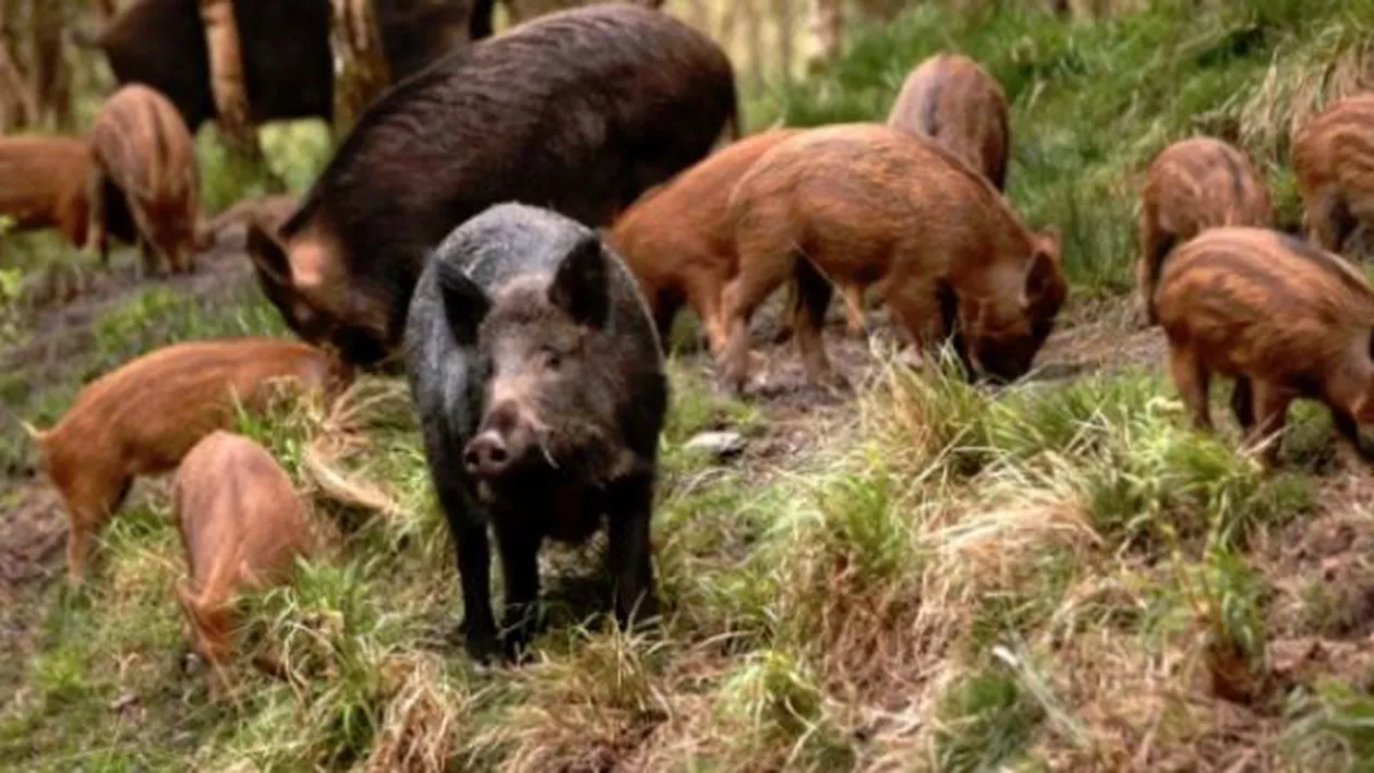 Ucraina construiește un gard de sârmă ghimpată la granița cu România pentru a împiedica răspândirea pestei porcine: În țara noastră, zonele contaminate sunt delimitate cu bandă de plastic (FOTO)