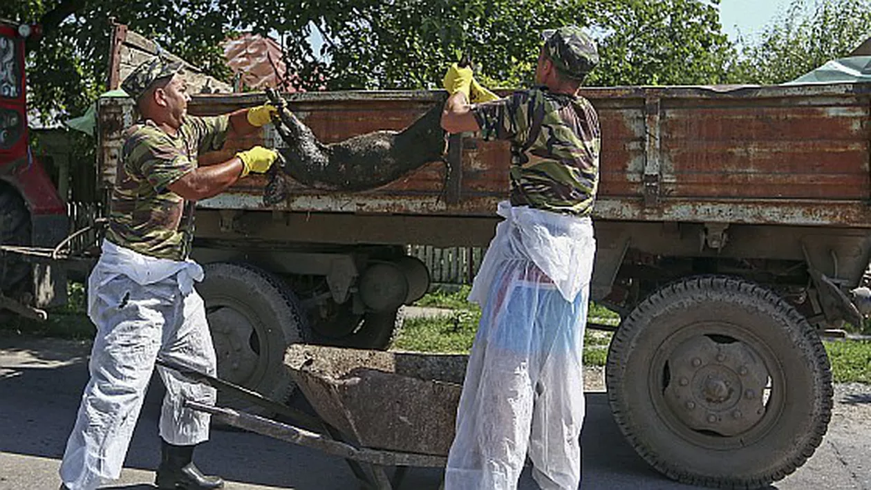 Pesta porcină din România, un atac bioterorist?! Două surse vorbesc deja despre această ipoteză (FOTO)