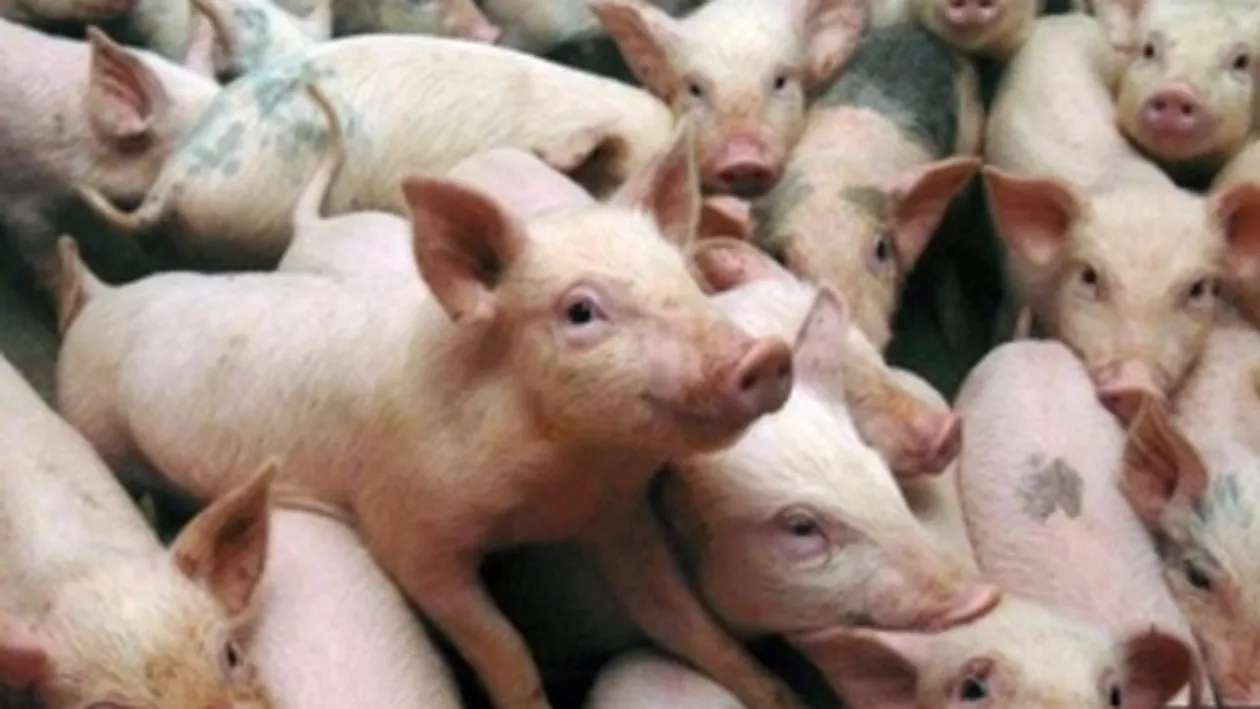 Lecţia pe care Polonia o oferă autorităţilor române: Cum şi-au revenit fermele de porci în plină criză a pestei