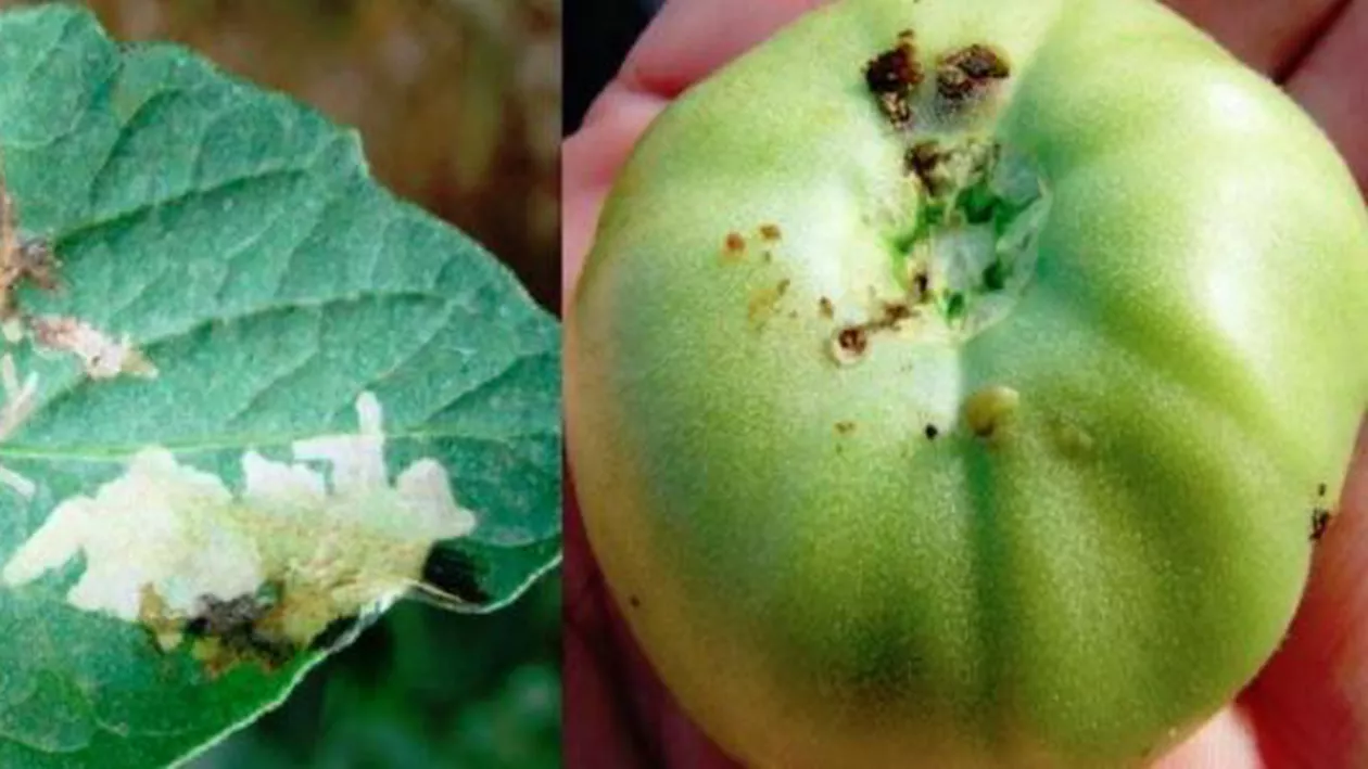 Autoritățile din România, în ALERTĂ! Tuta absoluta face RAVAGII la roșii. Dăunătorul este imun la insecticide
