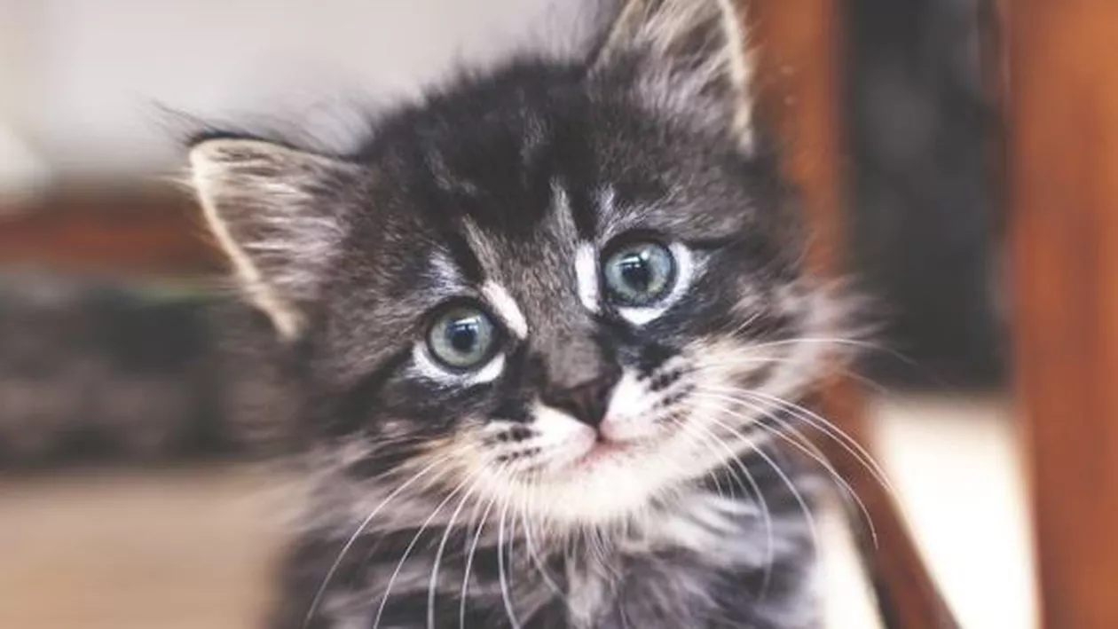 Târgu Jiu: Un septuagenar și-a pus viața în pericol pentru a salva o pisică