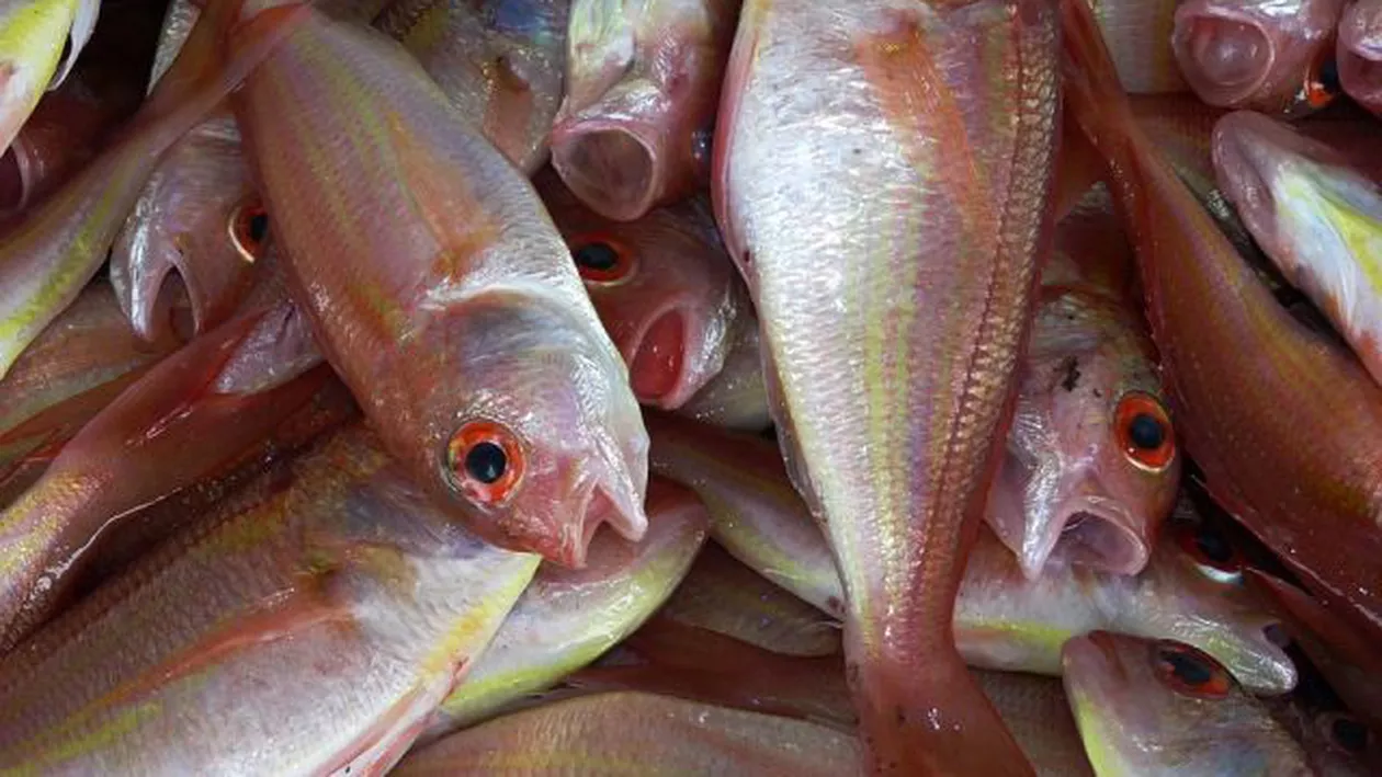 Culmea 'DUBLULUI STANDARD' alimentar: O pescărie a LIPIT OCHI FALŞI peştilor pentru ca aceştia să pară mai proaspeţi... Ce s-a întâmplat cu magazinul (FOTO)