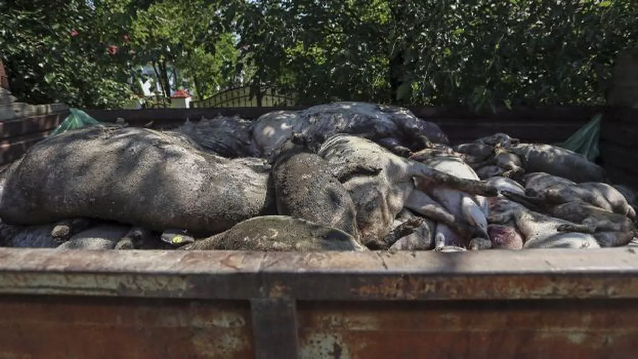 ANUNŢ OFICIAL: Cât vor primi fermierii despăgubire pentru fiecare porc cu pestă porcină sacrificat