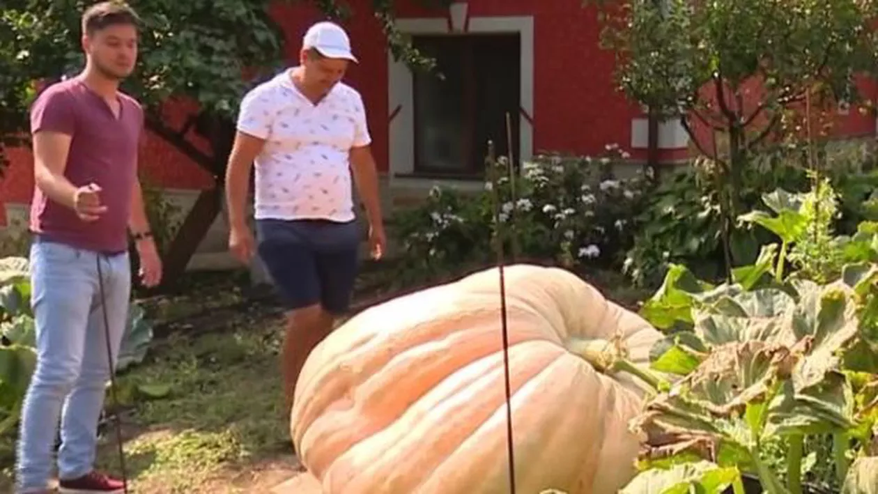 VINE APOCALIPSA: Dovleacul de jumătate de tonă - un RECORD care dă fiori! (VIDEO, FOTO)