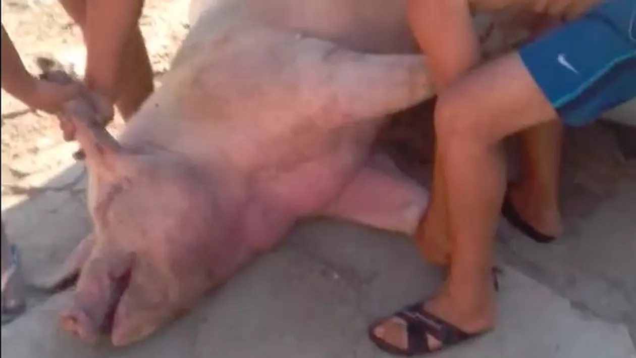 HALUCINANT! Un crescător le-a făcut CADOU locuitorilor din Călăraşi 70 de porci suspectaţi de pestă porcină africană (VIDEO)