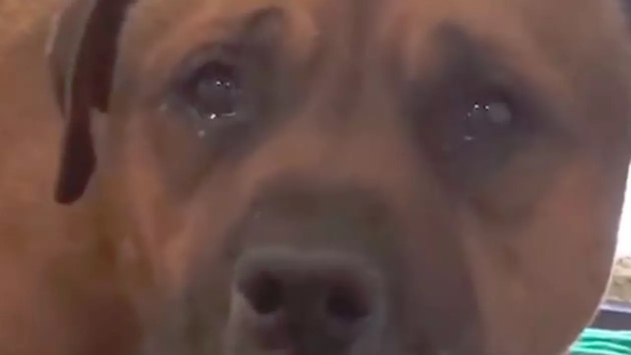IMAGINI SFÂȘIETOARE! Un câine abandonat plânge ca un copil! Se vede pe el că îi este dor de casă (VIDEO)