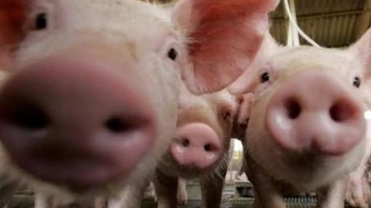 DSVSA DEZMINTE zvonurile privind apariţia pestei porcine în Olt (FOTO)