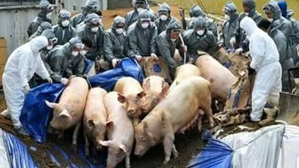 SCANDAL în Galaţi: Veterinarii veniţi să verifice porcii, ameninţaţi cu bătaia de localnici