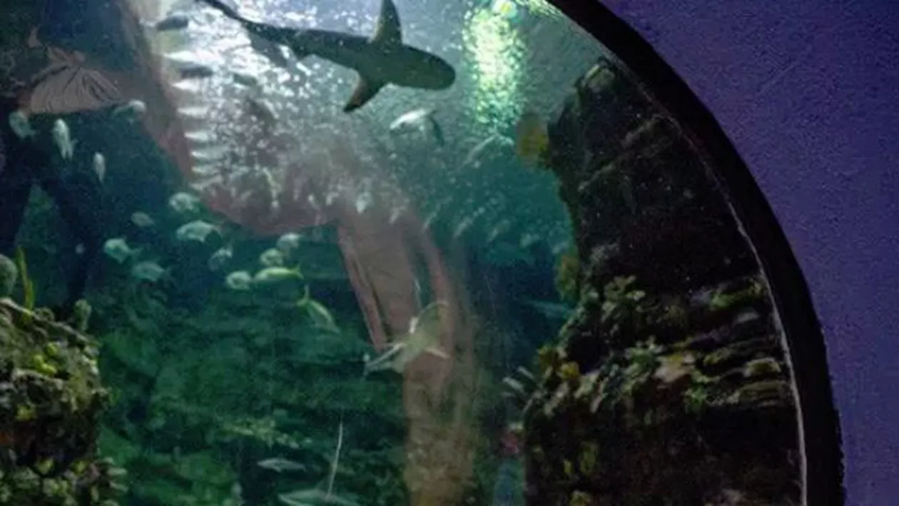 Carolina de Nord: Animalele din aqua park-uri, lăsate în calea uraganului