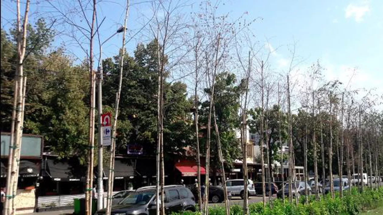 Au cheltuit 200.000 de euro pentru nimic: Mestecenii cumpăraţi de Primăria Sectorului 3 s-au uscat pentru că au fost plantaţi peste conducta de termoficare