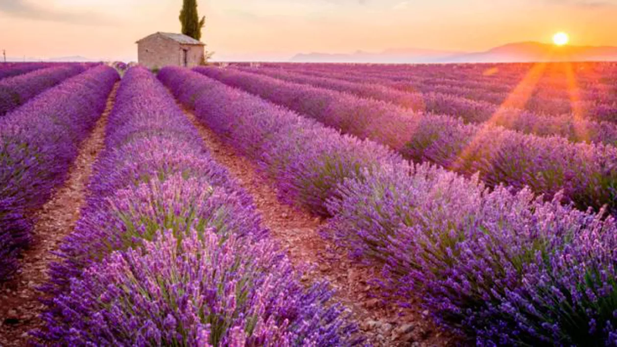 Lavanda. Planta minune cu peste 100 de utilizări. Beneficii și contraindicații