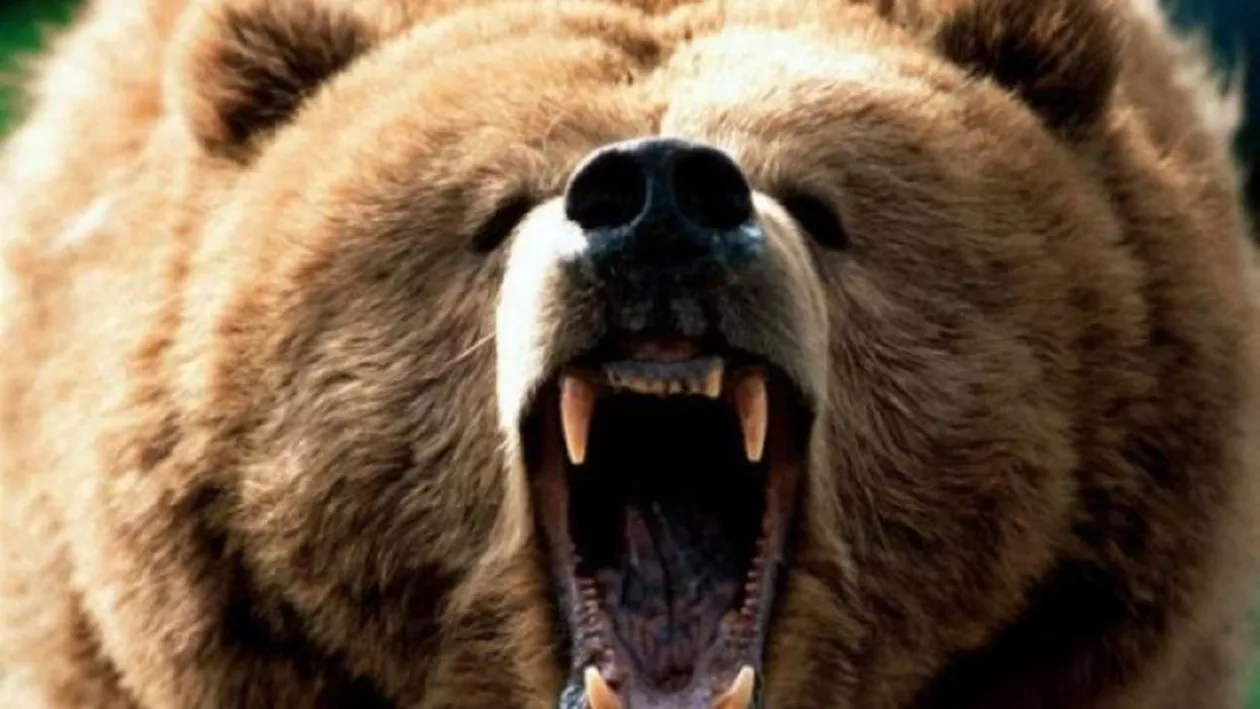 Harghita: Un bărbat a ajuns în stare GRAVĂ la spital, după ce a fost atacat de o ursoaică cu pui