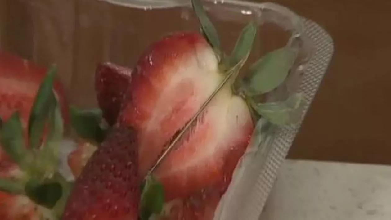 Isteria acelor de cusut în căpșuni se extinde