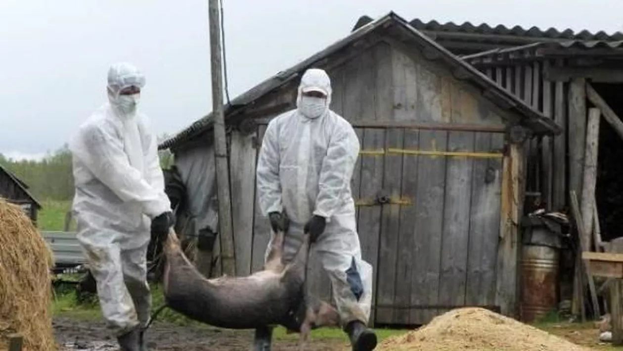 Numărul FOCARELOR de PESTĂ PORCINĂ, în creștere!  Gospodării din 233 de localități AFECTATE