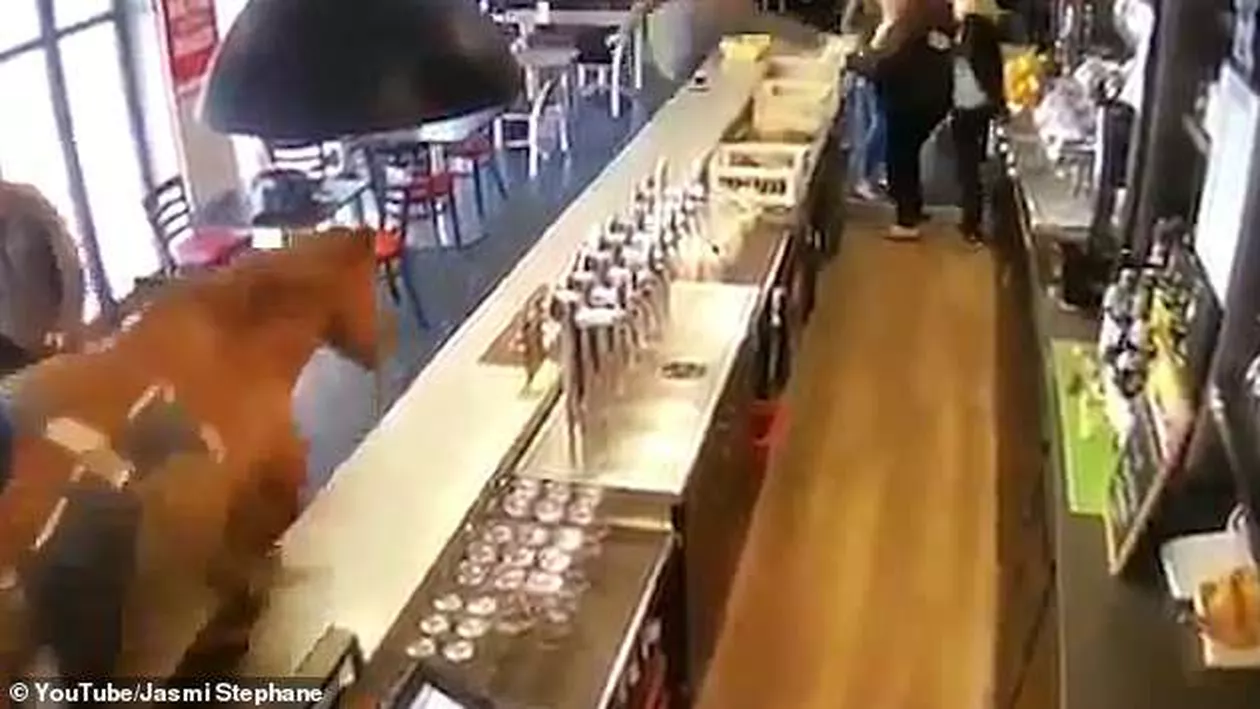 Un cal de curse a intrat într-un într-un bar și a făcut prăpăd. Clienții fugeau disperați în jurul meselor în timp ce animalul răstura tot ce prindea în cale (VIDEO)