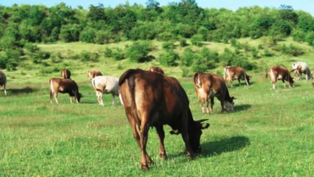 ALERTĂ la granițele României! Noi epidemii lovesc animalele domestice