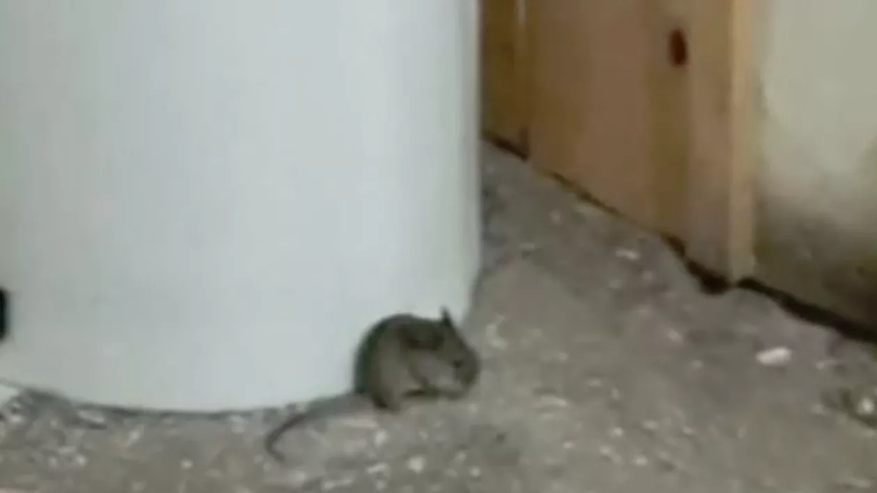 Un şoarece a fost filmat într-un salon al unei maternităţi din Timişoara: Ce explicaţii oferă conducerea spitalului (VIDEO)
