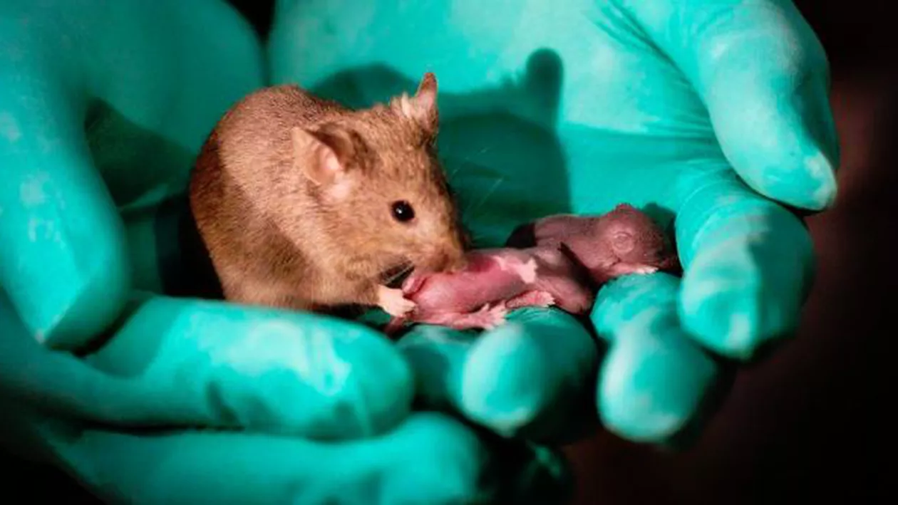 Descoperire şocantă în biologie: Şoarecii de acelaşi sex pot avea pui