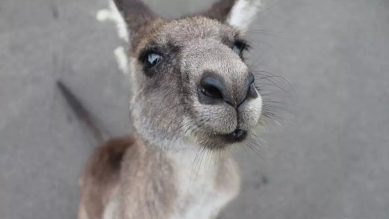 O familie a fost atacată de un cangur şi toţi au ajuns la spital. Care este starea răniţilor