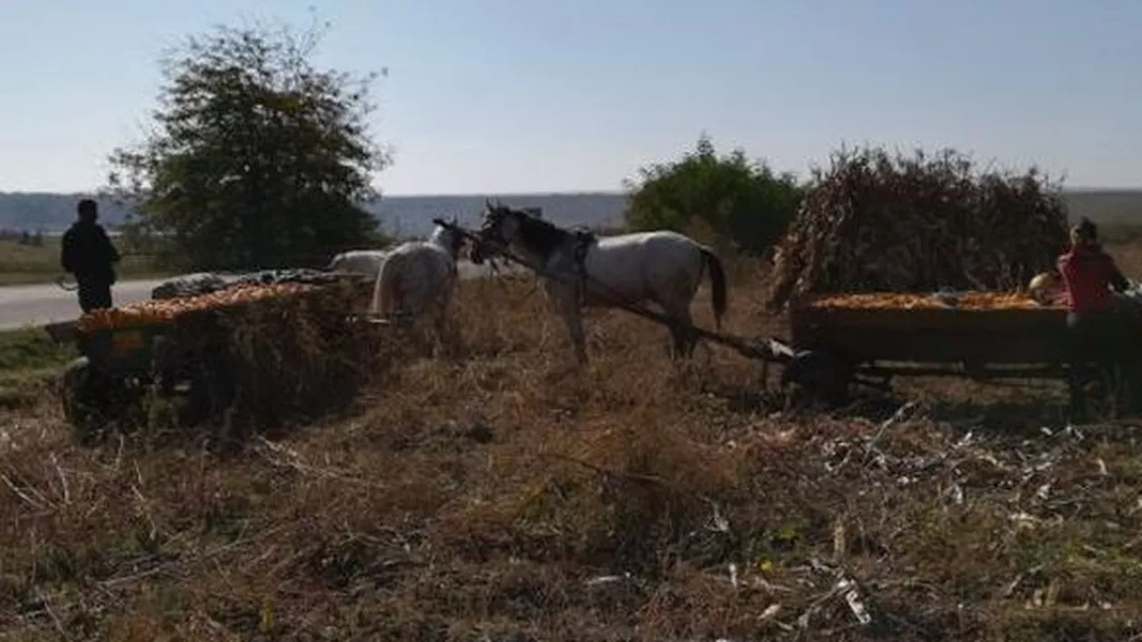 Comuna în care munca e sfântă și doar un localnic primește ajutor social. ''Trebuie să ai motive serioase, nu să suferi doar de lene''