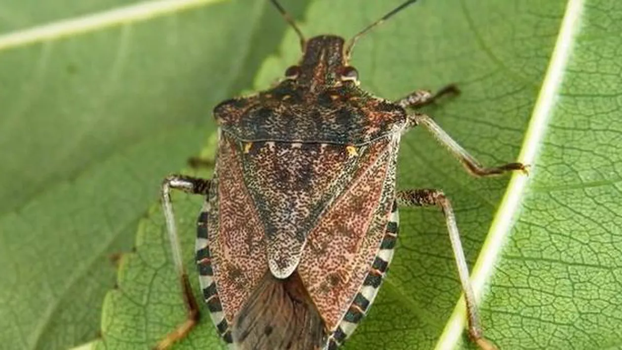 INVAZIA GÂNDACILOR urât mirositori lovește ROMÂNIA! Cât de NOCIVI sunt și cum putem scăpa de ei