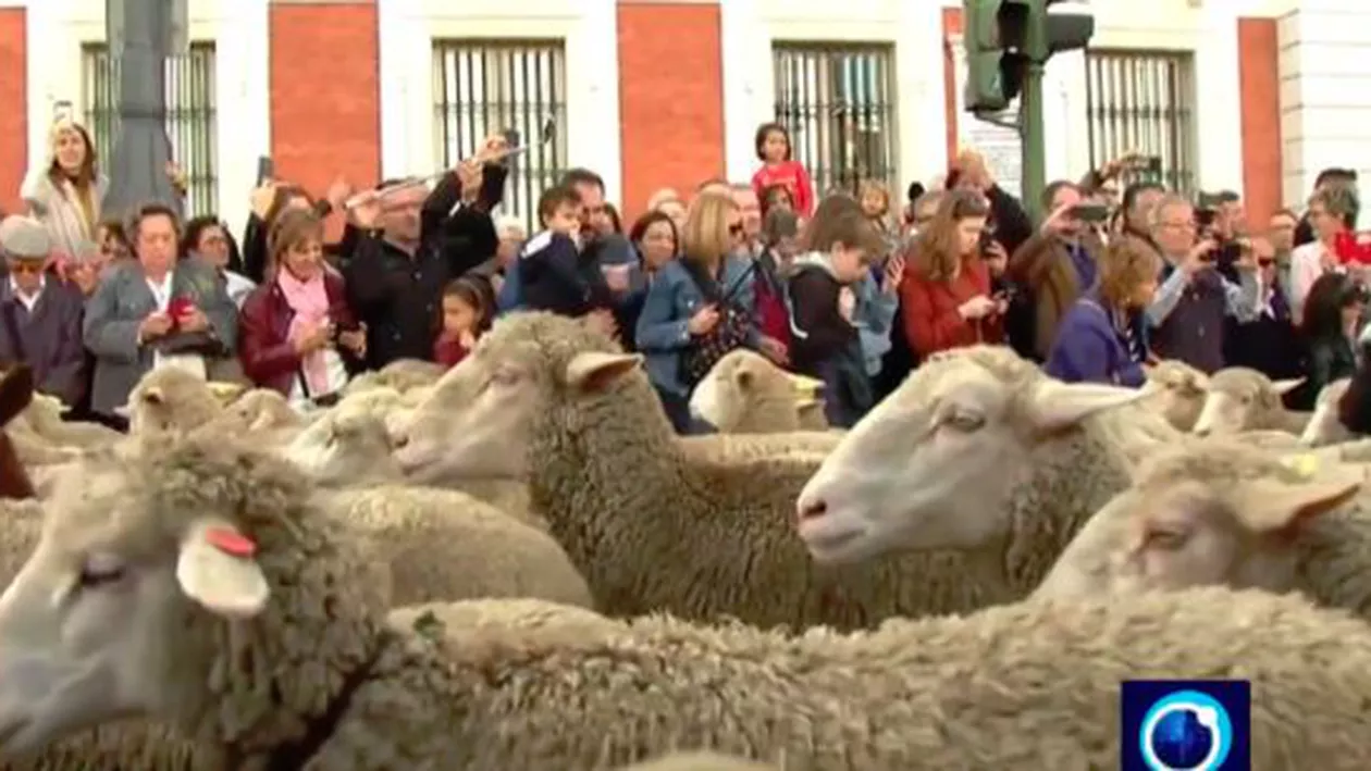 HALUCINANT! Sute de oi s-au plimbat nestingherite prin Madrid (VIDEO)