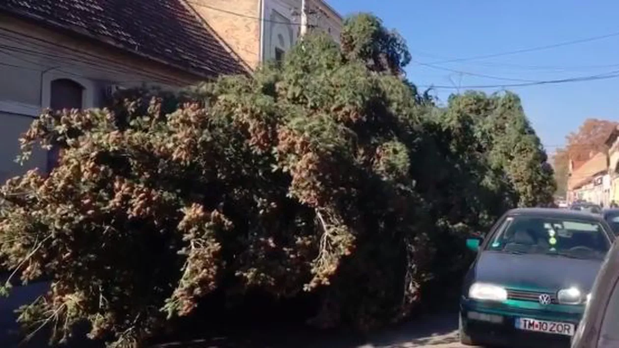 Imagini ȘOCANTE în Lugoj! Bradul de Crăciun, TÂRÂT pe străzile orașului (VIDEO)