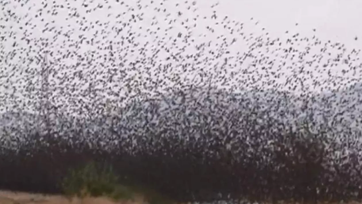 Scene incredibile în Munţii Măcin. Un stol uriaş de grauri a acoperit întreaga şosea (VIDEO)