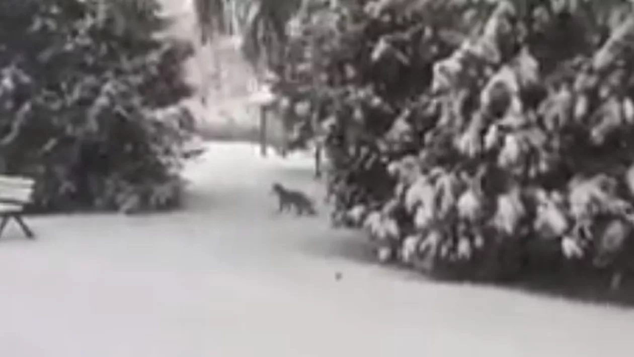 Brașov: Vulpe, filmată în timp ce se plimba prin curtea unei facultăți! Animalul sălbatic era ...