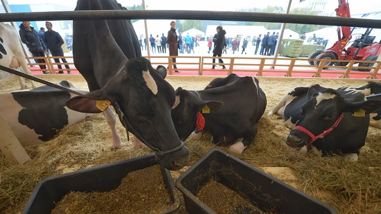 Care sunt sumele uriaşe pregătite de Ministerul Agriculturii pentru crescătorii de animale