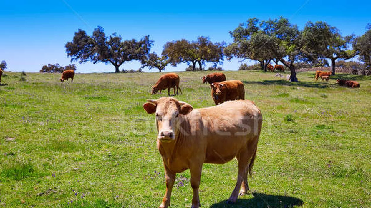Caz ȘOCANT în Vâlcea! Vacile au UCIS o mamă și pe fiul ei