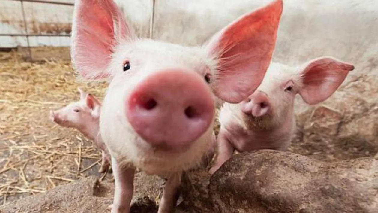 Cifrele PESTEI PORCINE: ANSVSA a sacrificat 364.000 de animale. 296 de localități, afectate