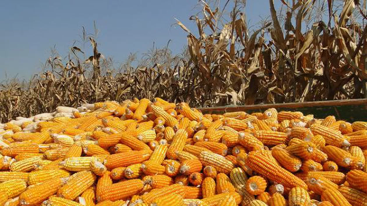 VINE ANUL PORUMBULUI! Estimări RECORD pentru agricultura din România: Vom depăşi producția ISTORICĂ din 1984