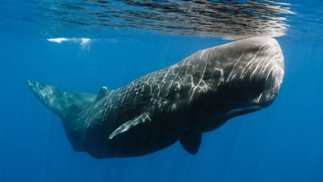 Franţa CRITICĂ Japonia pentru decizia de a relua VÂNĂTOAREA de balene