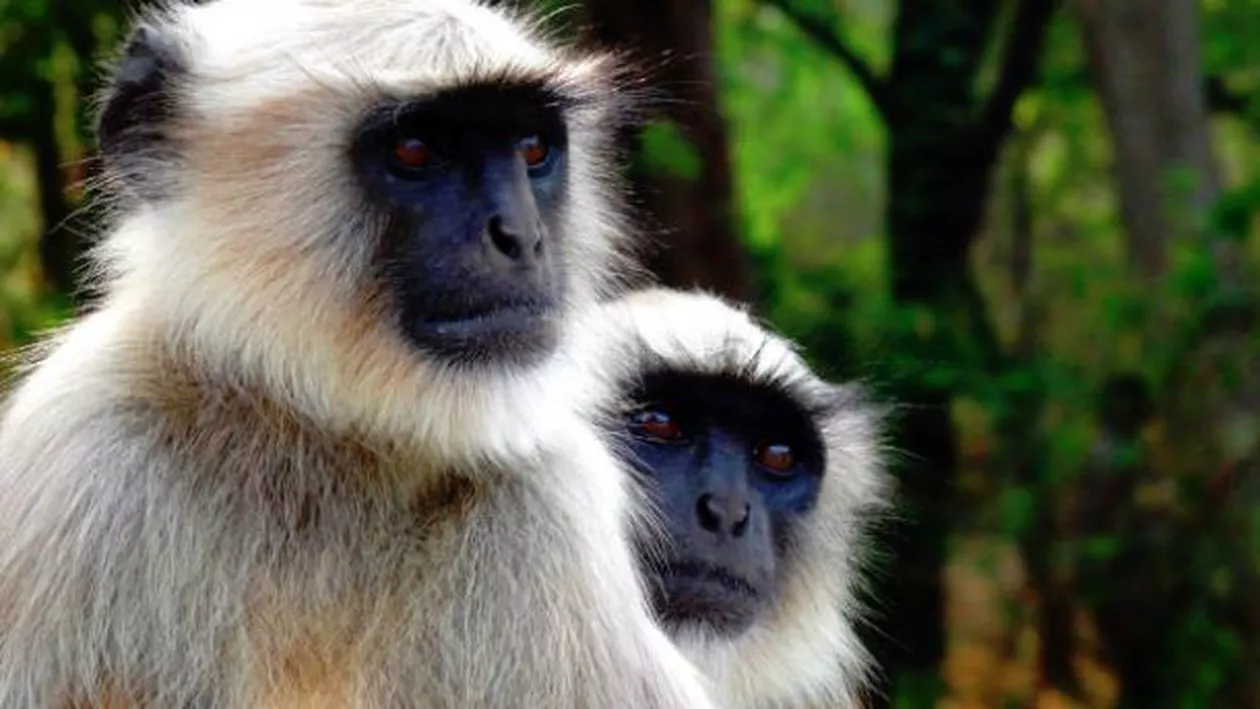 CUTREMURĂTOR! Ce au pățit 6 persoane, după ce au mâncat o maimuță pe cale de dispariție