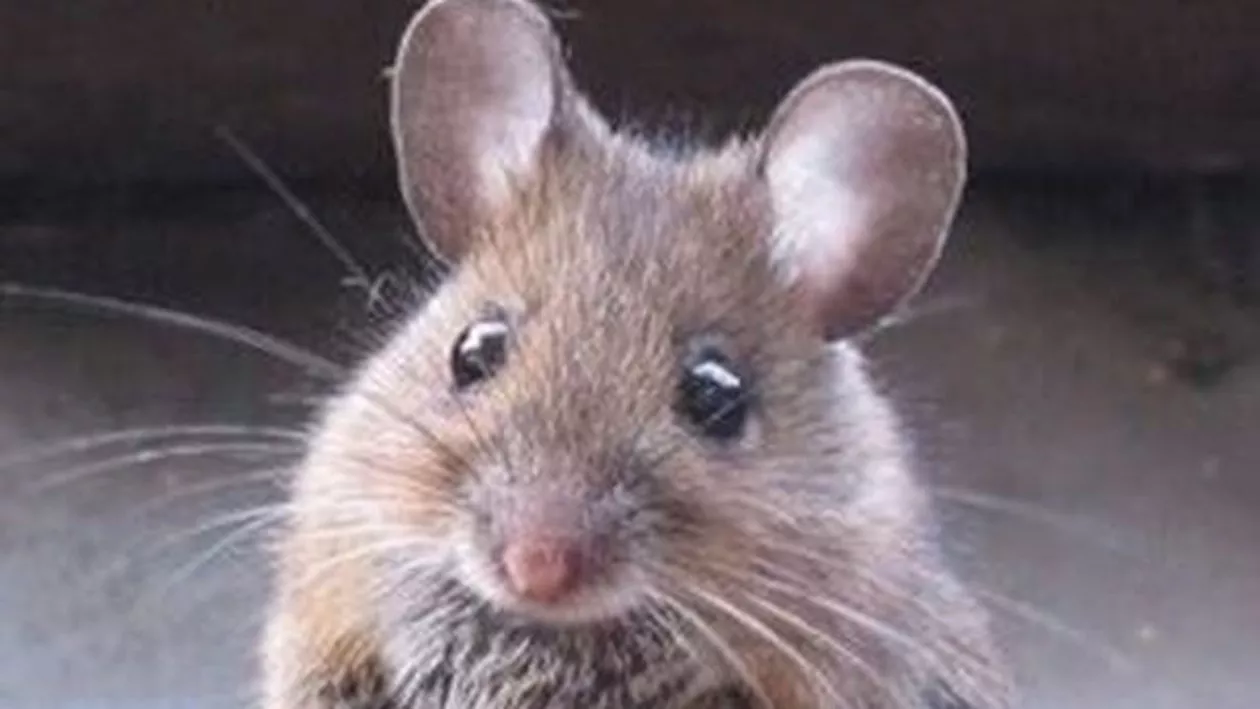 SCENE ȘOCANTE la o petrecere: ȘOARECE, filmat în timp ce se plimba pe masa lăutarilor (VIDEO)