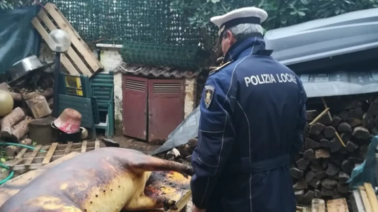 Atenţie, diaspora! Amenda URIAŞĂ pe care o riscă patru români din Italia după ce au tăiat PORCUL, în propria curte... (FOTO)