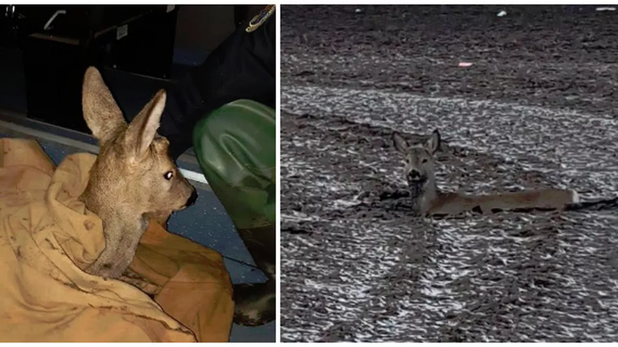 Emoţionant: BAMBI de Cenei salvată de pompierii din Timiş (FOTO)