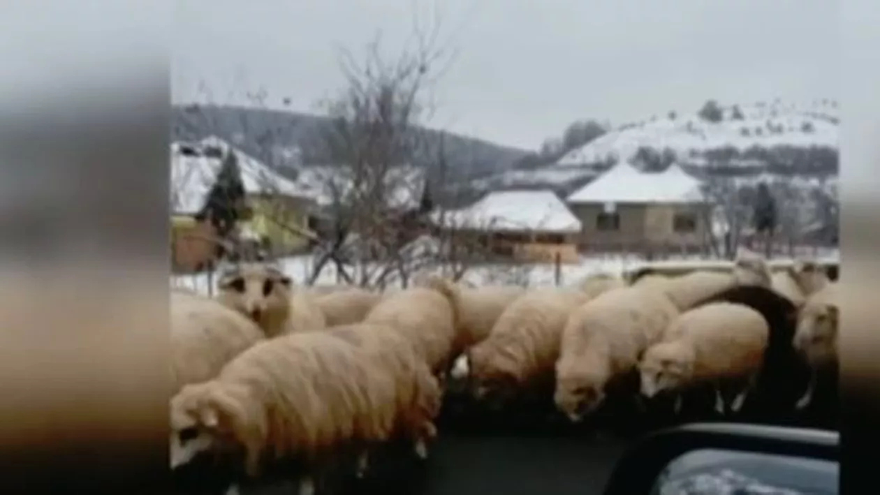 Zeci de oi au blocat un drum european pentru a linge sarea împrăştiată pe asfalt (VIDEO)