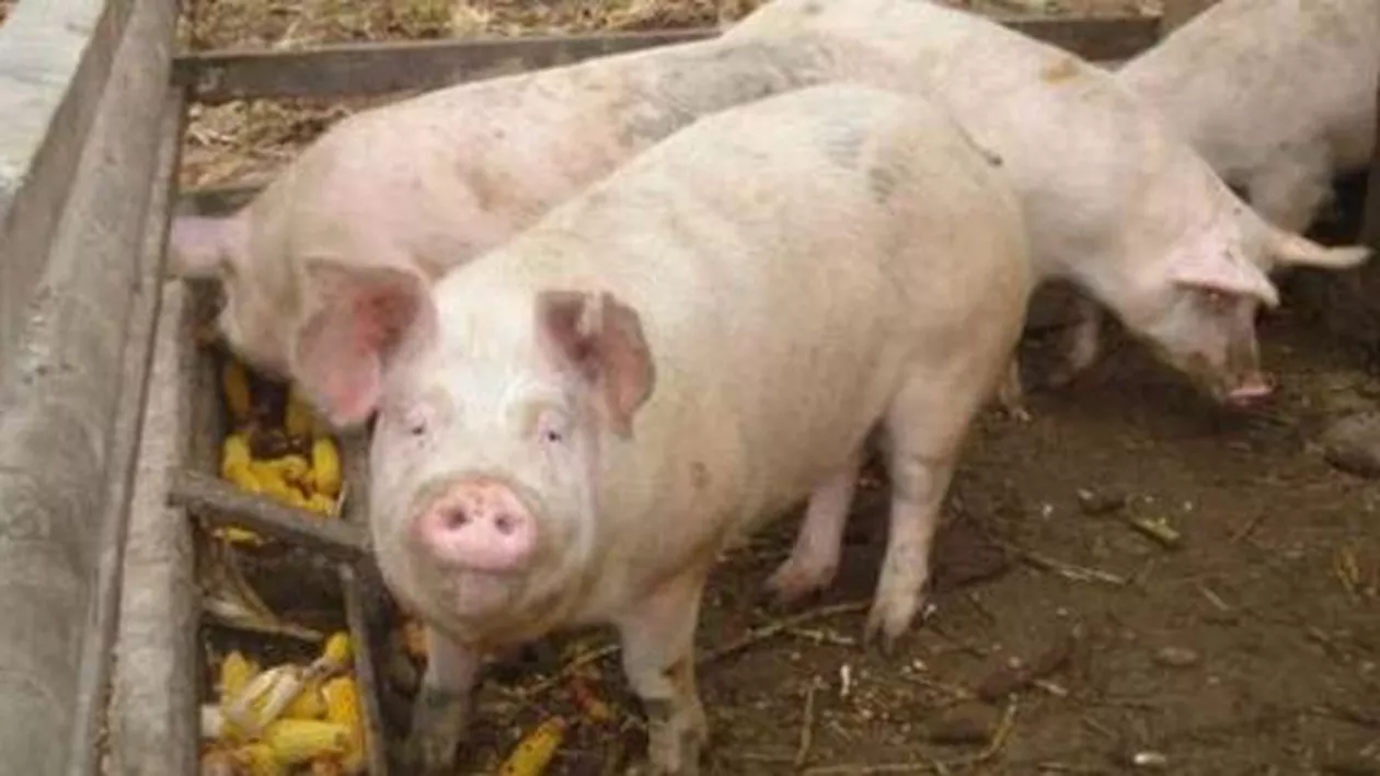 Suspiciune de pestă porcină africană lângă Buzău