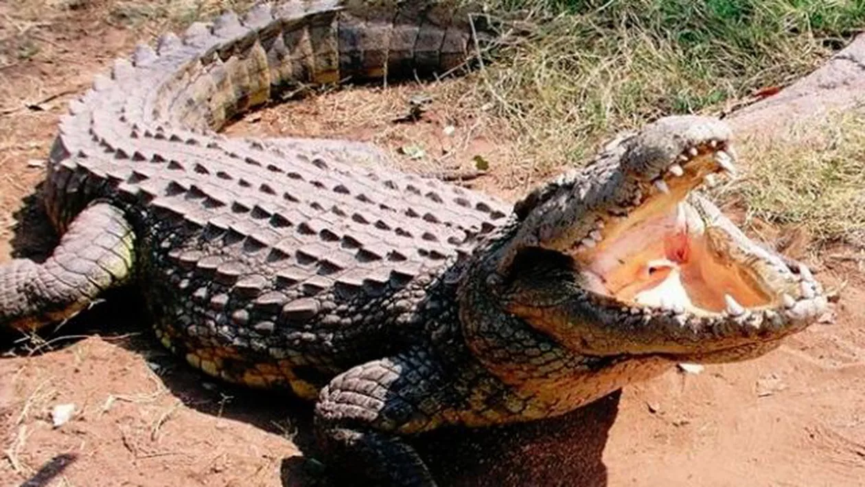 DEVASTATOR! O femeie a fost DEVORATĂ de un crocodil ”îmblânzit”