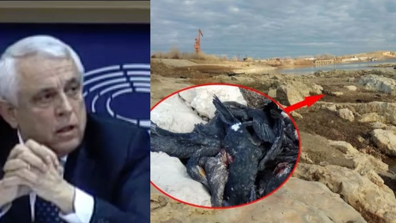 Petre Daea, la Bruxelles: Cormoranii în România fac baie în piscine. Care este situaţia în realitate şi cum chiar în acest an zeci de cormorani au fost găsiţi morţi pe malul Dunării (FOTO, VIDEO)